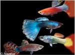 POECILLIA RETICULATA - GUP MAN BIG RED