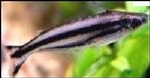 PAREUTROPIUS BUFFEI - AFRIKAANSE GLASWELS