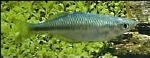 MELANOTAENIA LACUSTRIS - REGENBOOGZAM BLAUWE
