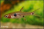 BORARAS MACULATA - DWERGRASBORA