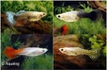 POECILLIA RETICULATA - GUP VROUW