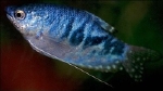 TRICHOGASTER TRICH. SUMATRA - GOERAMIE BLAUWE SPAT
