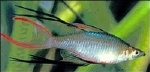 IRIATHERINA WERNERI - WERNERS REGENBOOGZALM