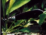 APTERONOTUS ALBIFRONS - ZWARTE MESVIS