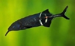 GNATHONEMUS PETERSI - OLIFANTVIS