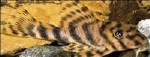 PLECOSTOMUS P.VITTATA - CLOWNPLECOSTOMUS