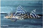 L-129 COLOMBIA ZEBRA PLECO