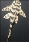 L-134 PECKOLTIA SPECIE TAPAJOS