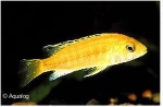 LABIDOCHROMIS  CAERULEUS YELLOW
