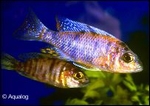 AULONOCARA SP. CALICO KLEIN
