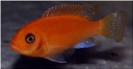 METRIACLIMA ESTHERAE RED+RED - PSEUDOTROPHEUS