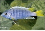PSEUDOTROPHEUS ACEI YELLOW FIN