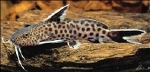 SYNODONTIS MULTIPUNCTATUS SP.SILVER