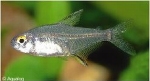 HYPHESSOBRYCON PULCHRIPINNIS - CITROENTETRA