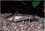 ARIUS JORDANI - MINI HAAI