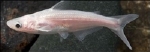PANGASIUS SUTCHI -  ALBINO/ BLAUWE  HAAI