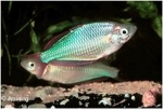 MELANOTAENIA PREACOX - NEON REGENBOOGZALM