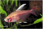 HYPHESSOBRYCON BENTOSI WHITE FIN