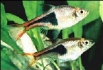 TRIGONOSTIGMA / RASBORA HETEROMORPHA - KEGELVLEK