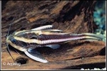 PLATYCODORAS COSTATUS - GESTREEPTE DOORNWELS