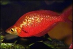 GLOSSOLEPIS INCISUS - RODE REGENBOOGZALM
