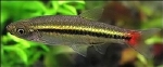 RASBORA BORAPETENSIS