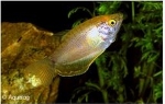 TRICHOGASTER GOUDLEERI - GOERAMIE GOUDLEERI GOLD