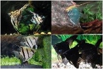 PTEROPHYLLUM - MAANVIS MIX S