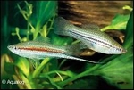 XIPHOPHORUS HELLERI GREEN/ MIX  - ZWAARDDRAGER