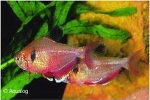 HYPHESSOBRYCON CALLISTUS - RODE MINOR