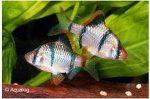 PUNTIUS TETRAZONA - SUMATRAAN