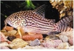 CORYDORAS STERBAI - ORANJEVIN PANTSERWELS