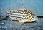 CORYDORAS ELEGANS  PANTSERWELS