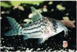CORYDORAS SCHWARTZII
