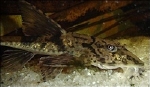 LORICARIA SIMILLIMA - ZWART-WITTE LORICARIA