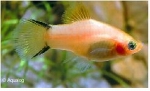XIPHOPHORUS MACULATUS PLATY VICTORIA GEEL