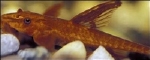 RINELCARYA SP.RED ALGENETER
