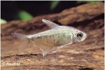 MOENKHAUSIA PITTIERI - DIAMANTZALM