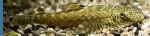 ALGENETER GASTROMYZON MARBLE