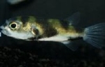 COLOMESUS ASSELLUS -  ZW.KOGELVIS