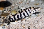 BOTIA LOHACHATA - TIJGERBOTIA