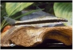 HENICORHYNCHUS SIAMENSIS - ALGENETER