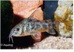 CORYDORAS PALEATUS
