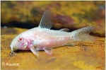 CORYDORAS PALEATUS ALBINO
