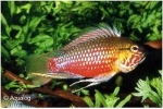 APISTOGRAMMA HONGSLOI RED