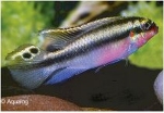 PELVICACHROMUS - KERSENBUIK SUPER RED