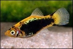 XIPHOPHORUS MACULATUS YELLOW TUXEDO- PLATY TUXEDO
