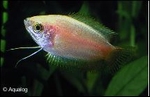 COLISA CHUNA FIRE GOLD - HONINGGOERAMIE FIRE GOUD