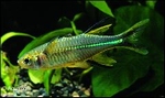 MAROSATHERINA LADIGESI - CELEBES ZEILVIS