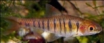 PUNTIUS BARILOIDES
